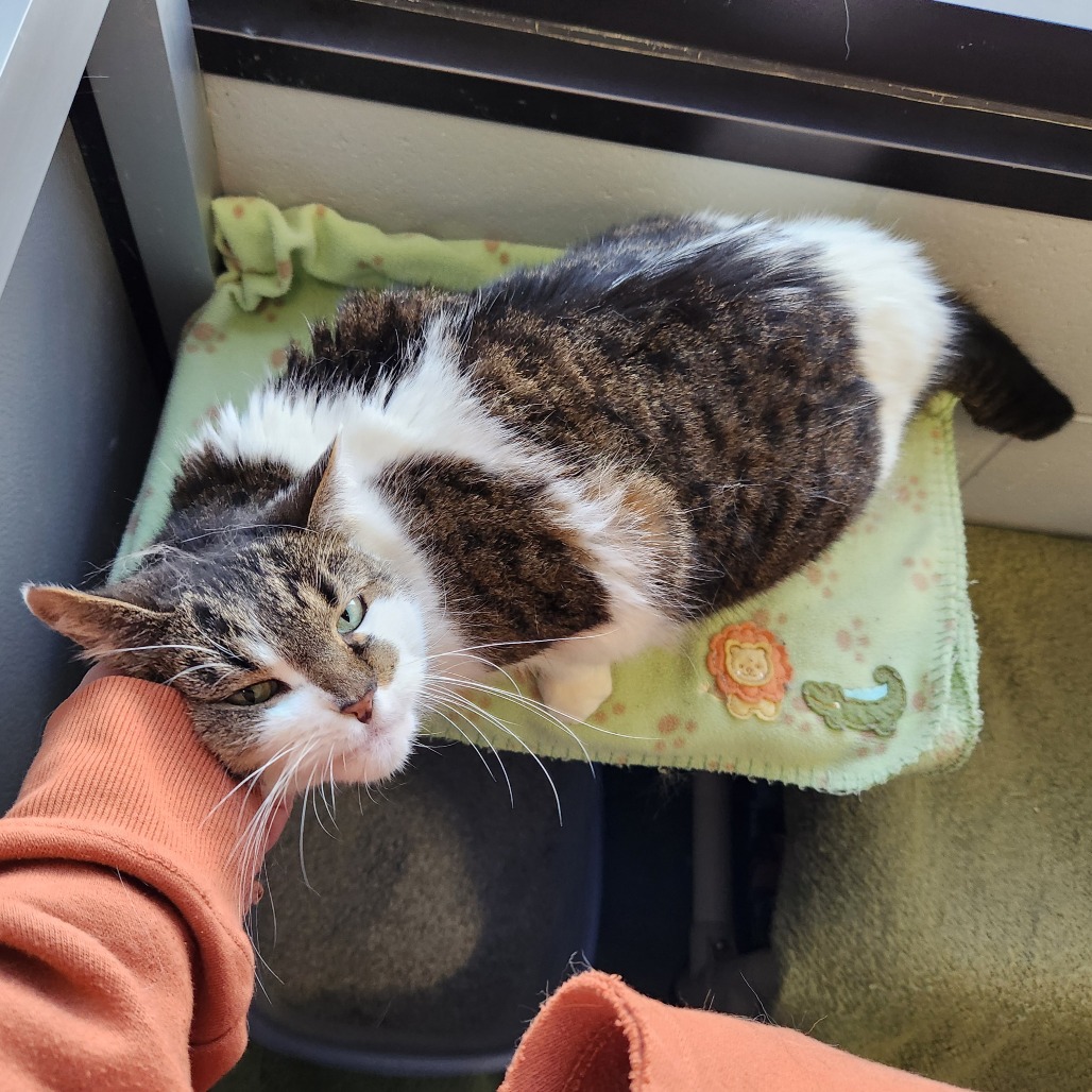 Meepers — thumbnail 4