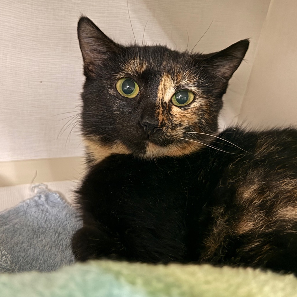 Alani - Domestic Shorthair