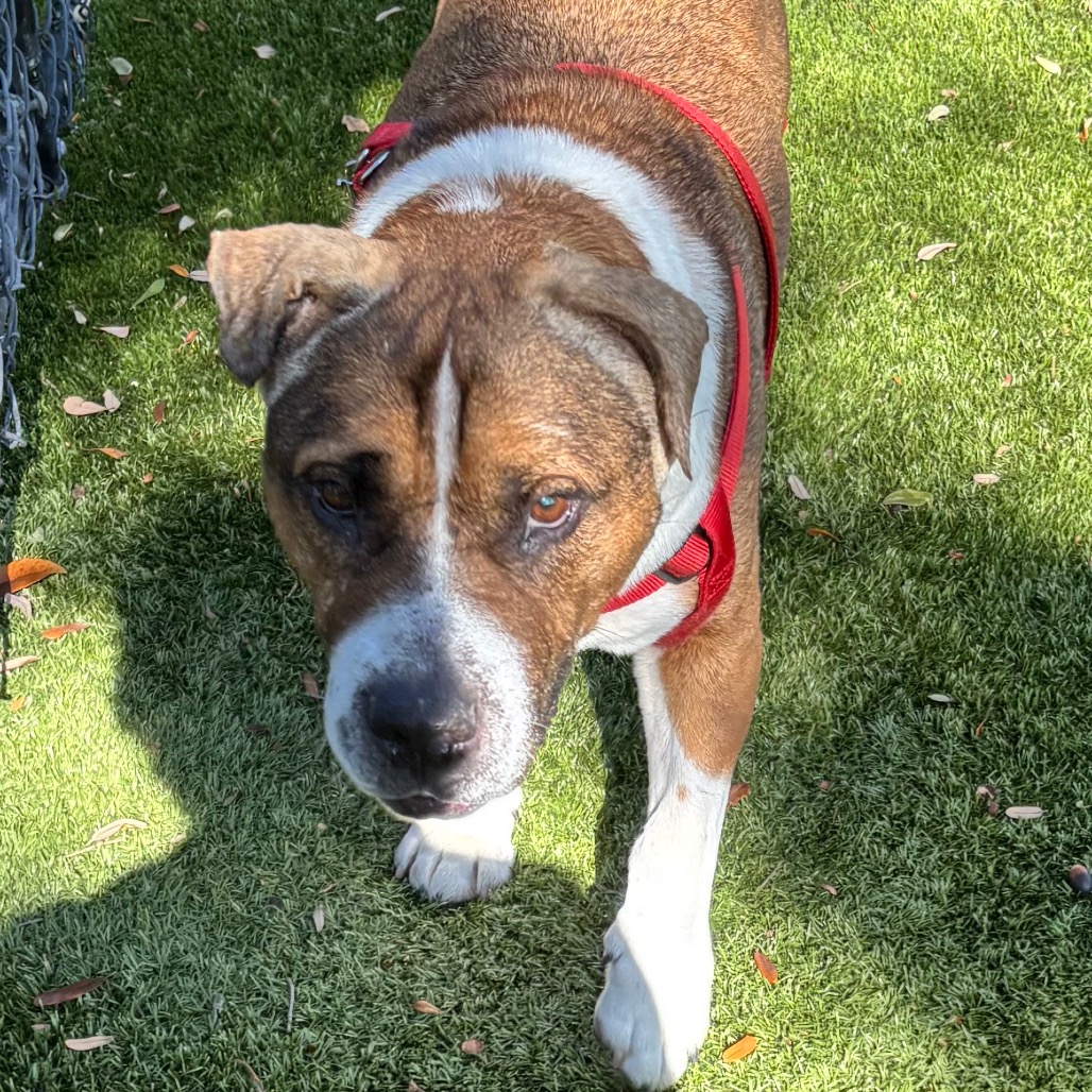 Fabio 💎 is available for adoption at Humane Society of Sarasota County