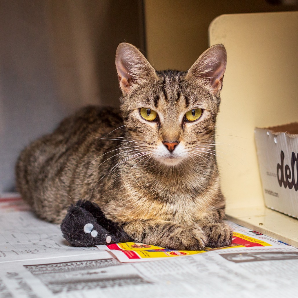 JUNIE - Domestic Shorthair / Mix for adoption in Hattiesburg