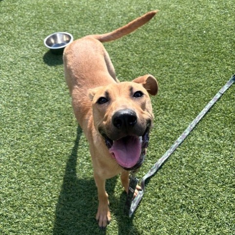 Photo of Artemisia 17