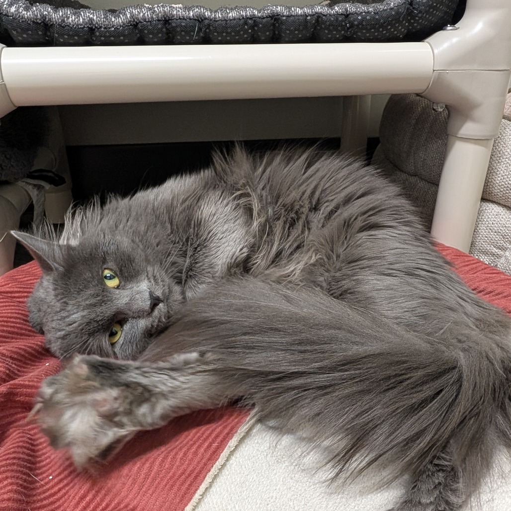 Furbo