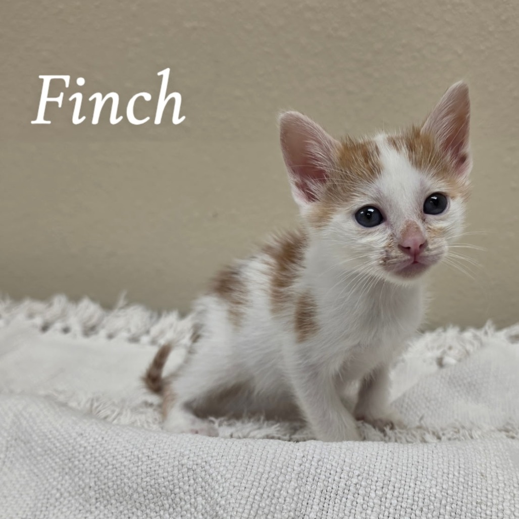 Finch