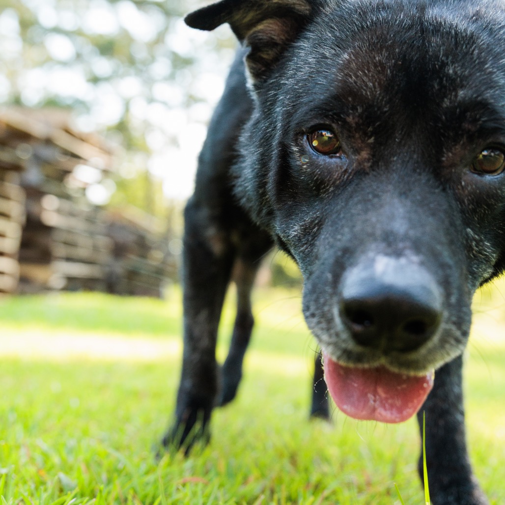 Dozer, photo 22