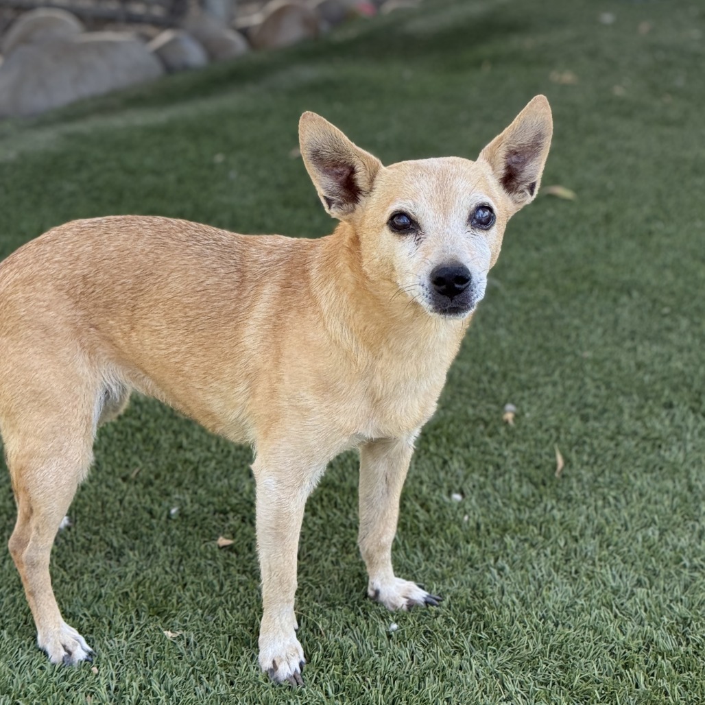 Ginger, photo 5