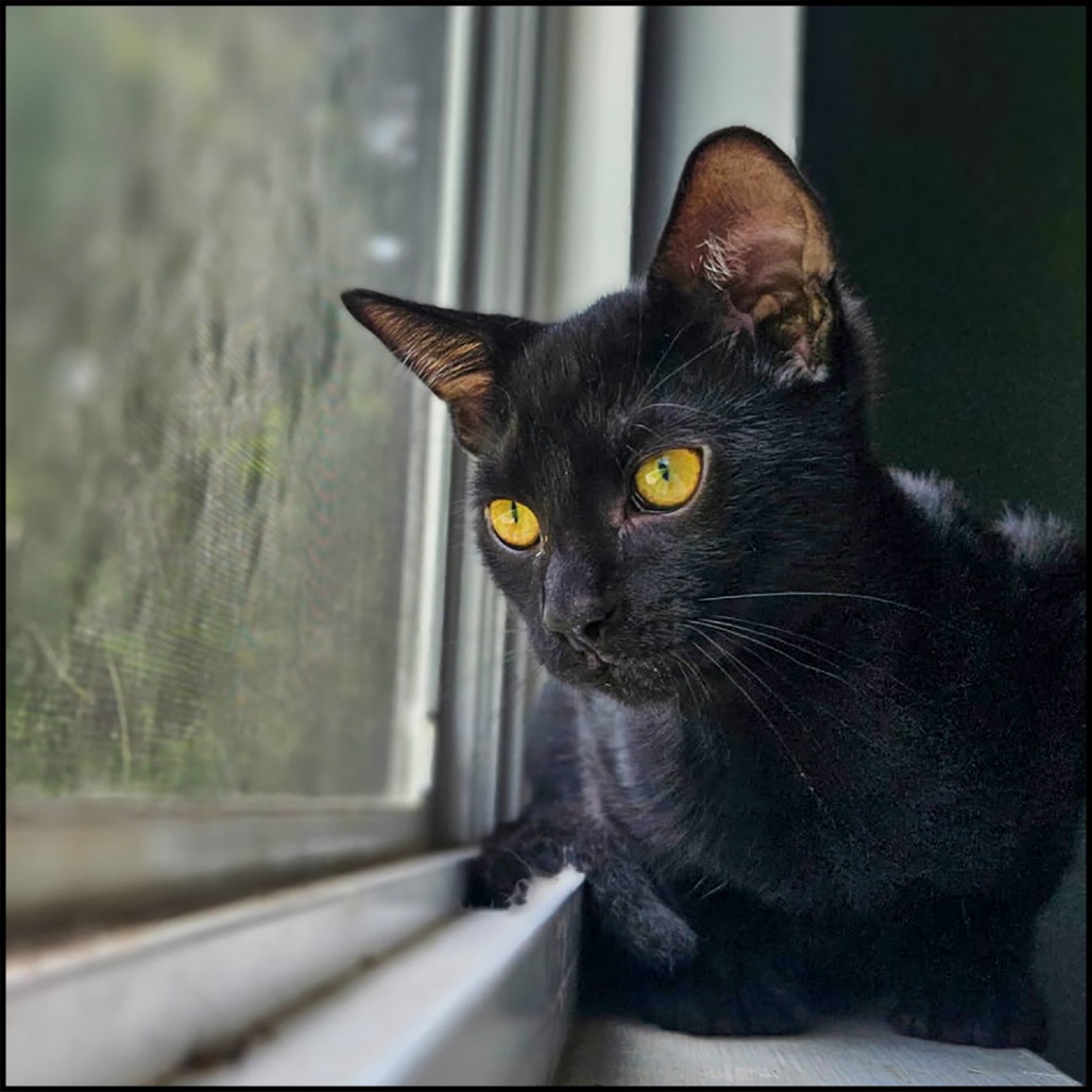 ROCCO - Domestic Shorthair for adoption in Sandy Springs