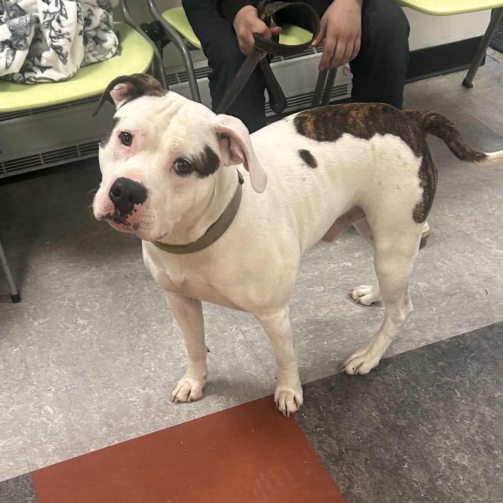 Diesel — thumbnail 2