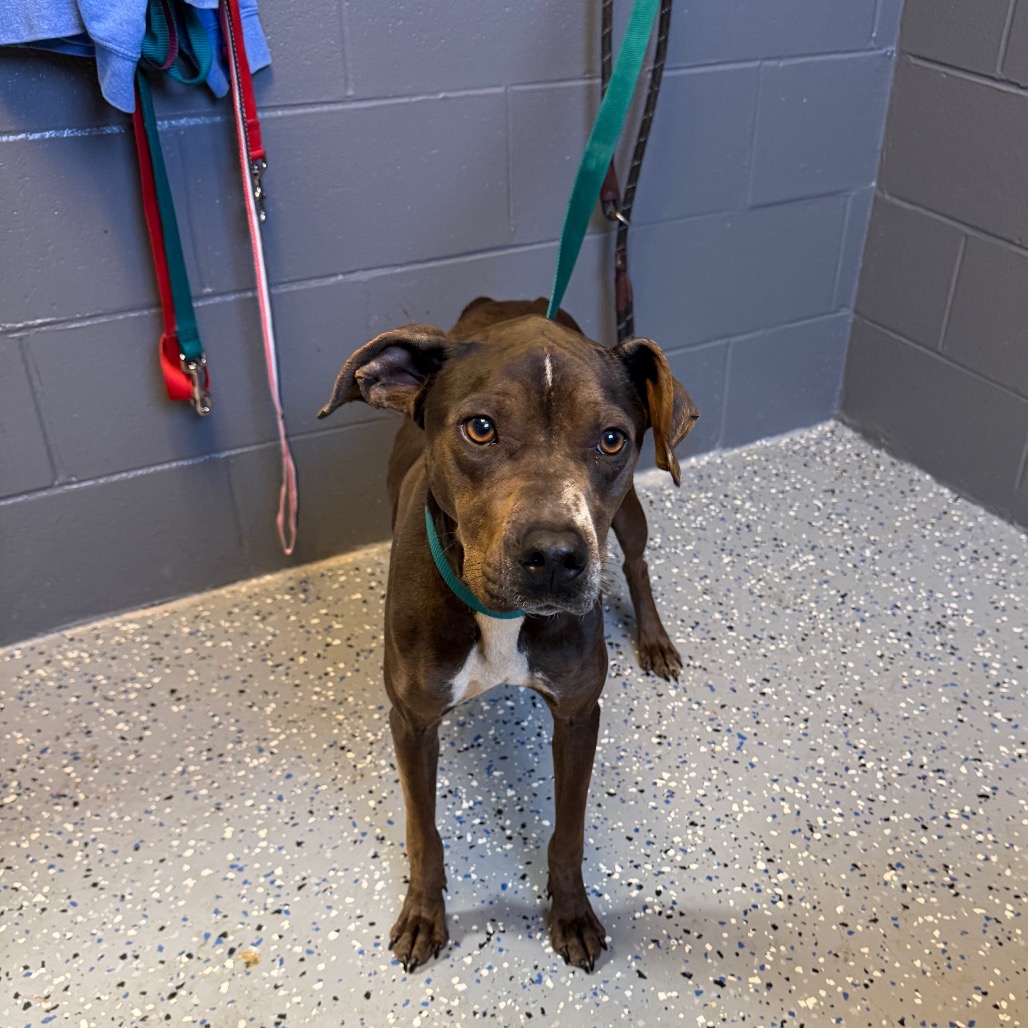  Photo of TUSC-Stray-83952
