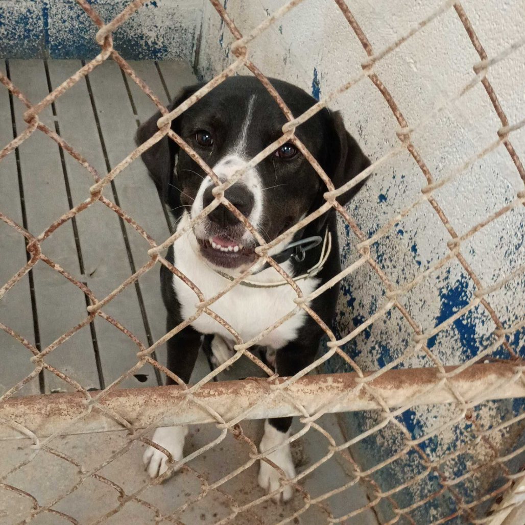 BADGER - Shepherd available for adoption