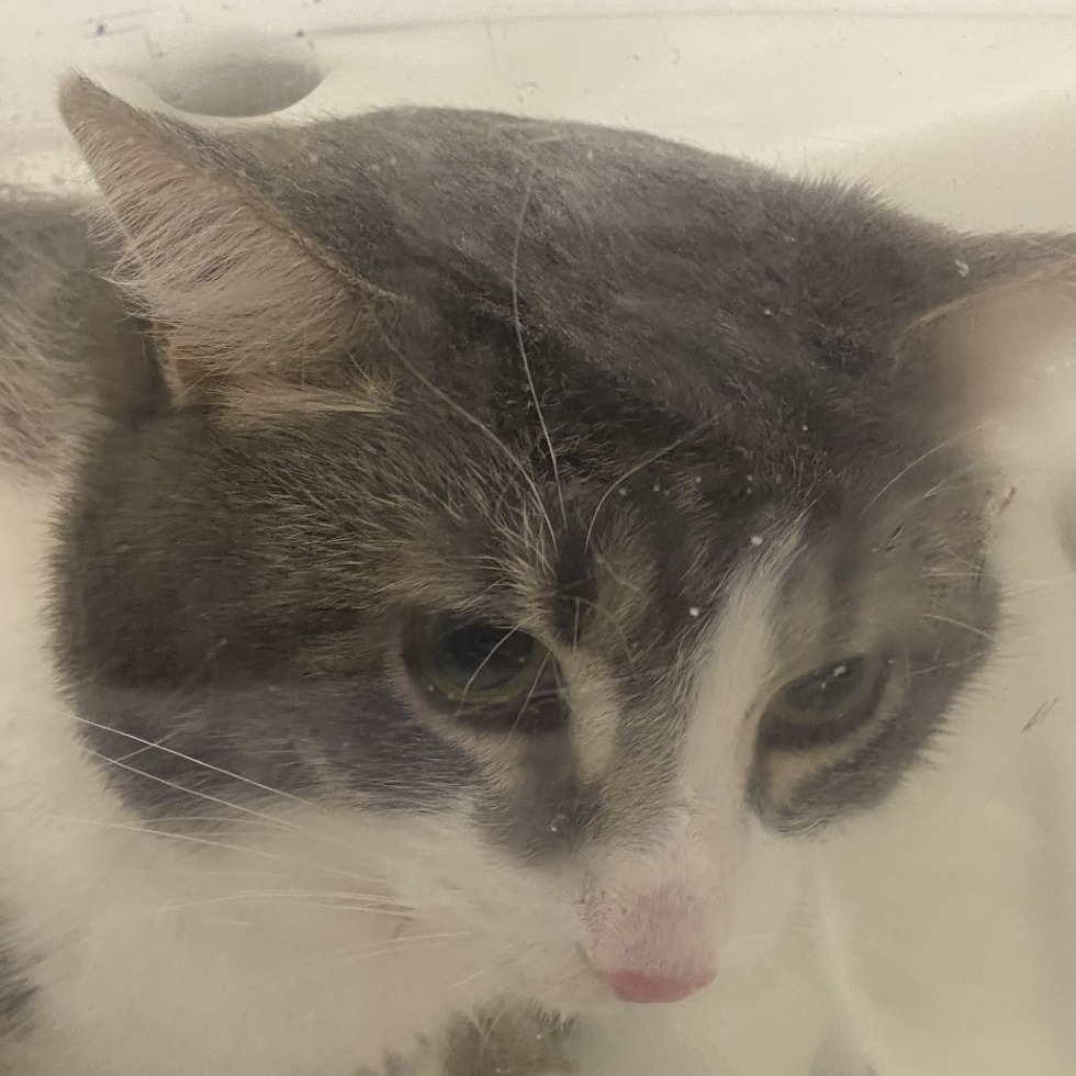 Hugh — thumbnail 2