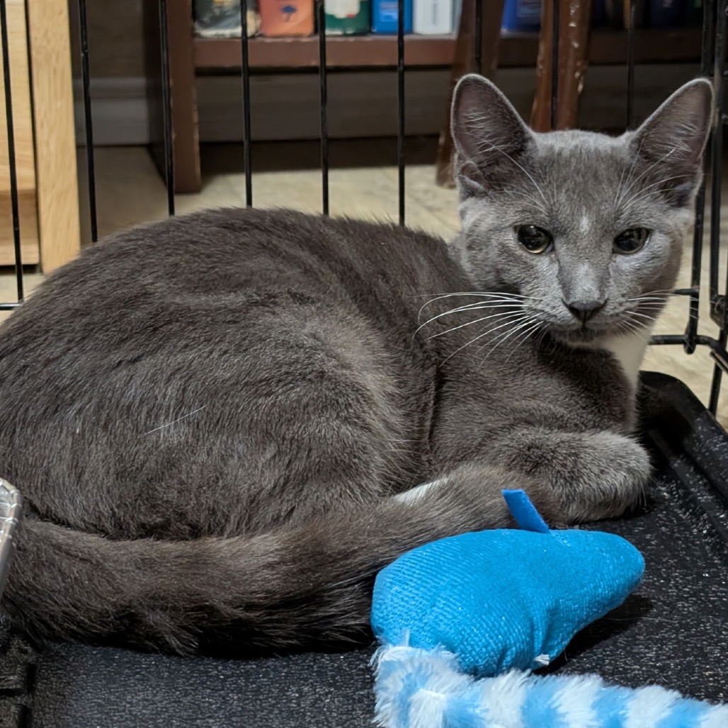 CLOVER - American Shorthair available for adoption