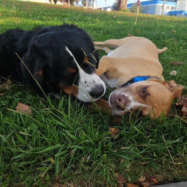 KASHA, photo 31