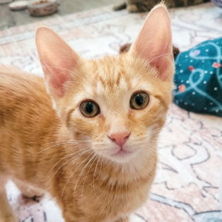 CHICKY - Domestic Shorthair for adoption in Roswell