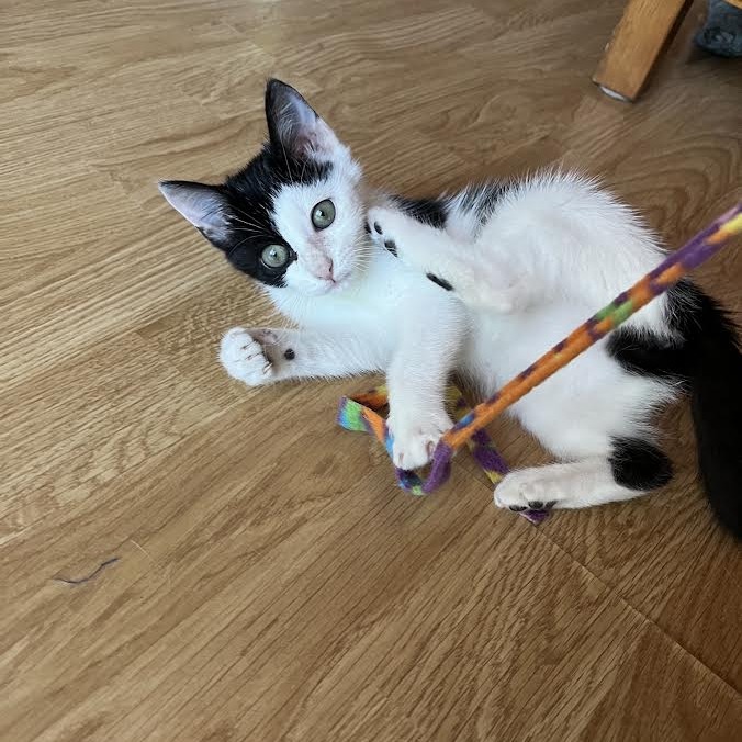 ANGEL - Domestic Shorthair available for adoption