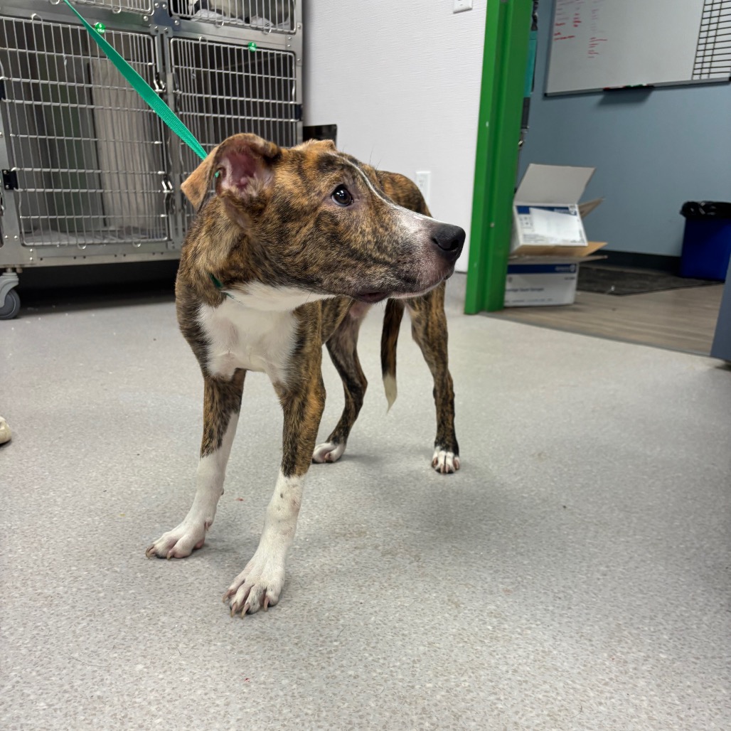 FLARRY - Shepherd / Hound, Plott available for adoption