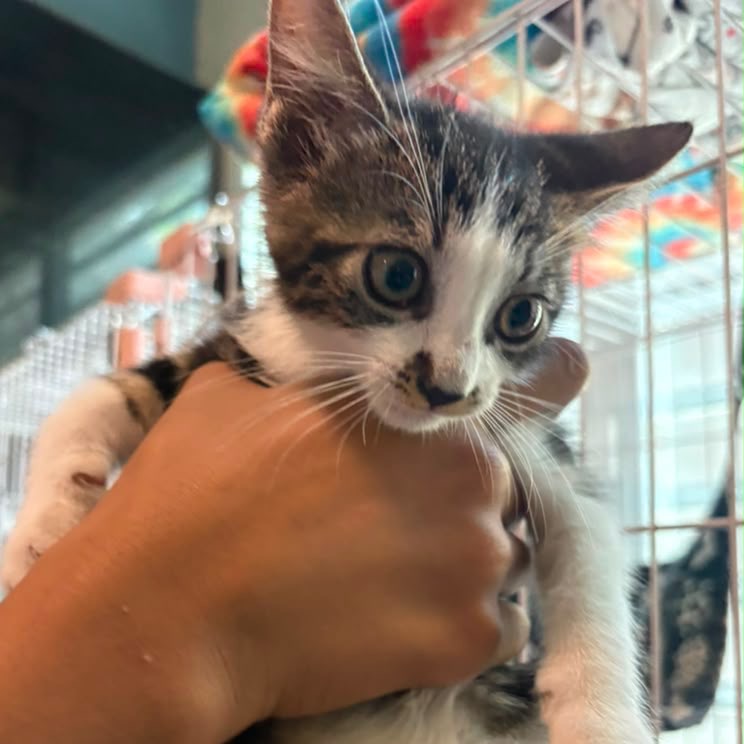 TAFFY - Domestic Shorthair / Mix available for adoption