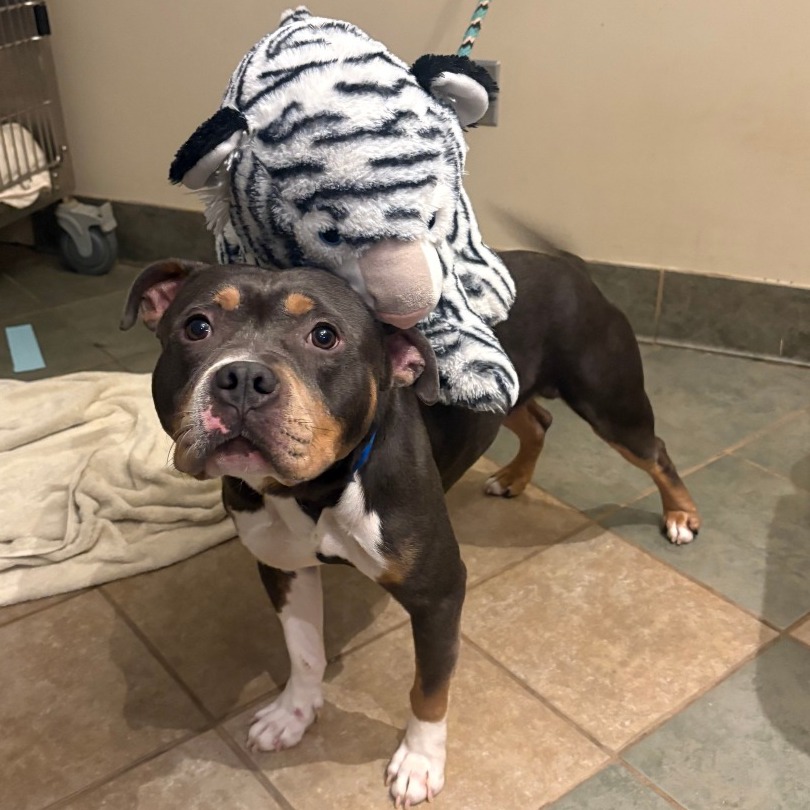 Todo — thumbnail 9