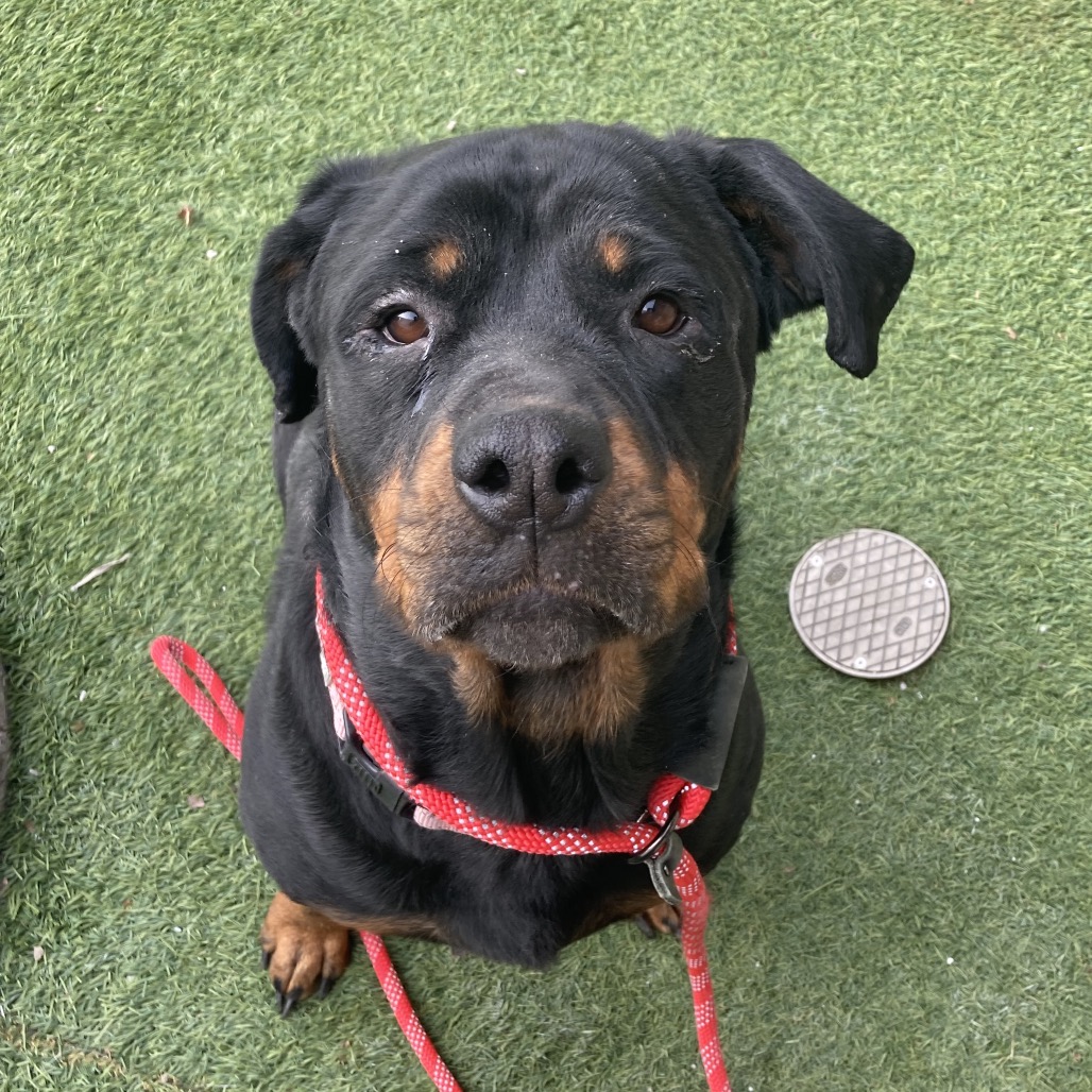 SUGAR - Rottweiler / Mixed Breed (Large) available for adoption