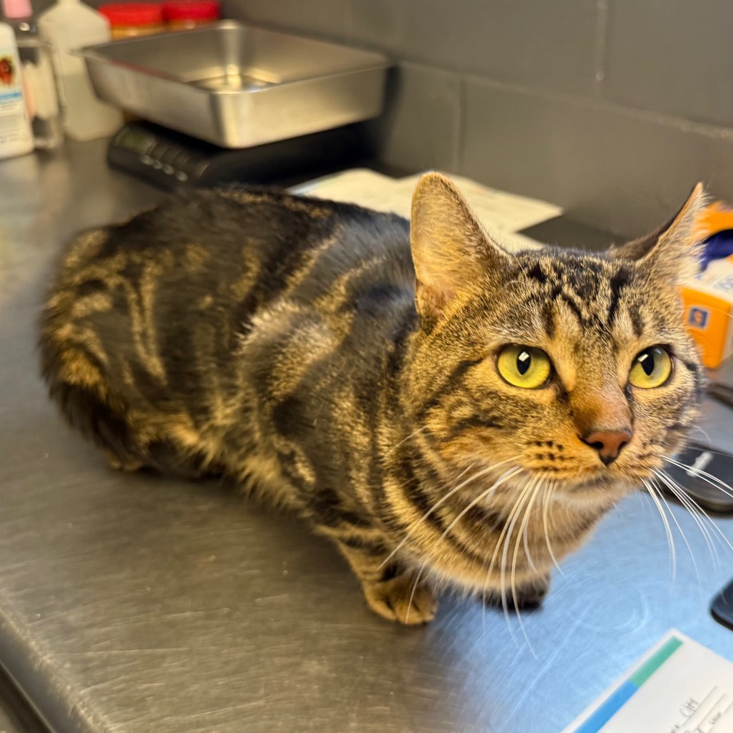 Tusc Stray 84917