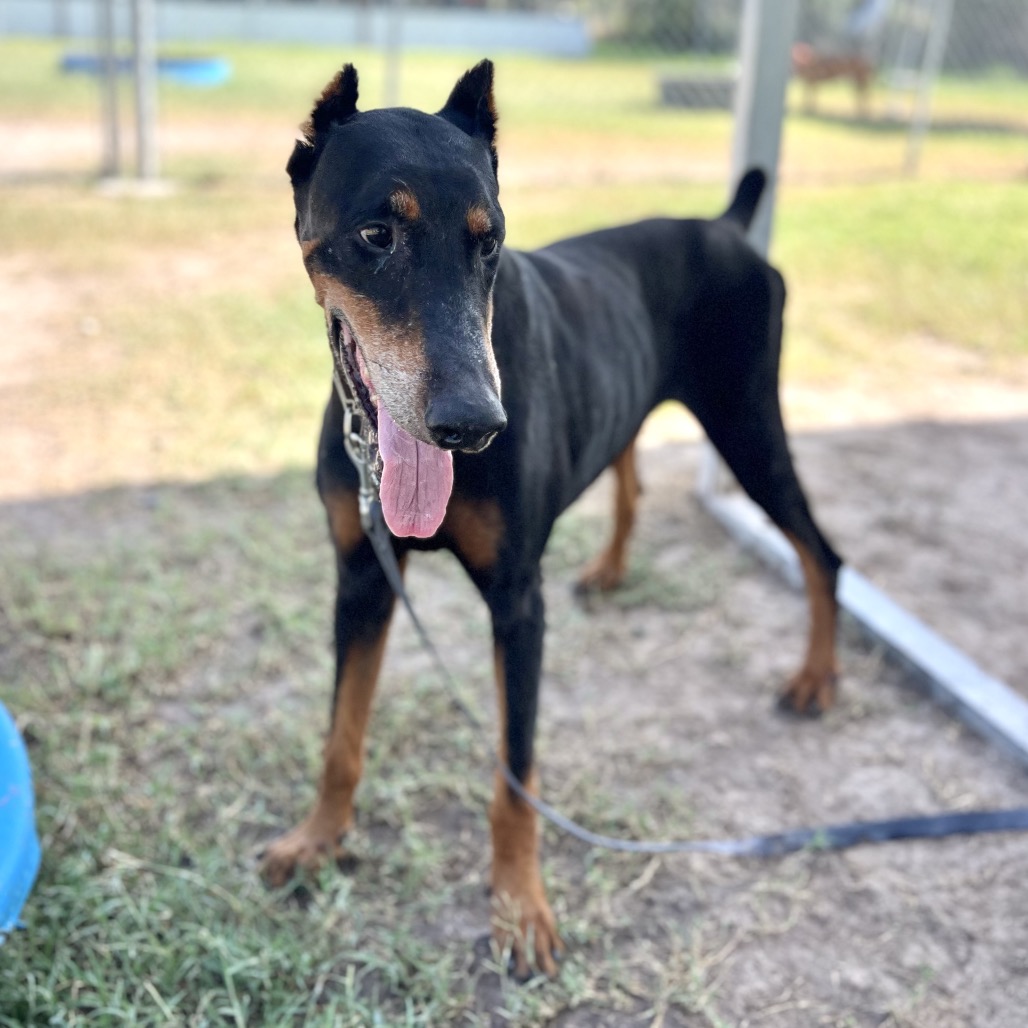 Rex , available for adoption at PVAS