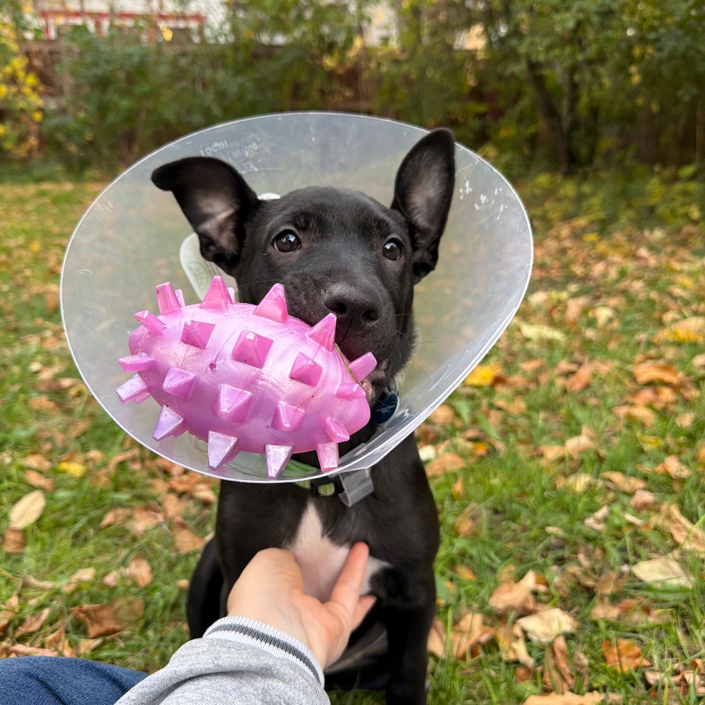Lake--In Foster***ADOPTION PENDING***, photo 6