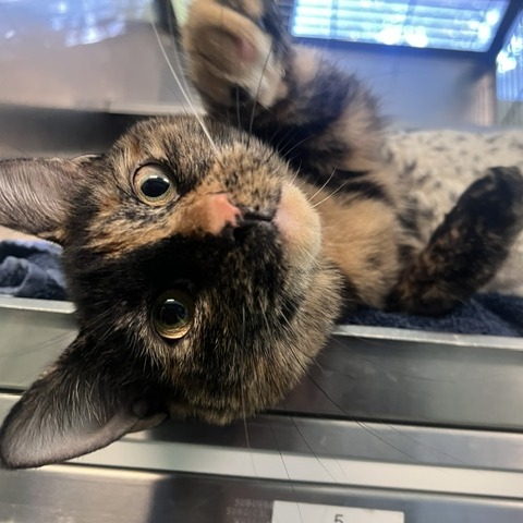 BAILEY - Domestic Shorthair available for adoption