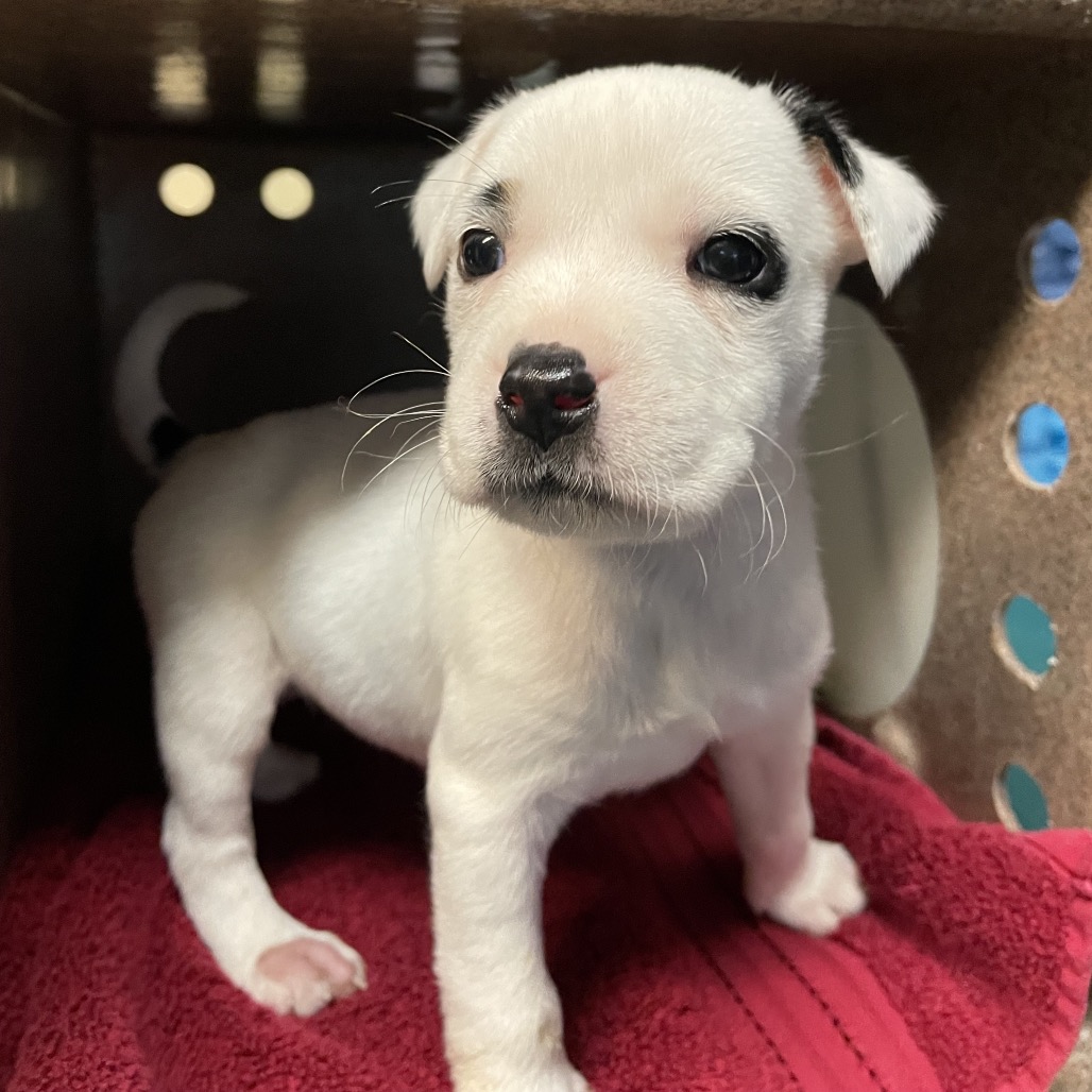 Pit Bull