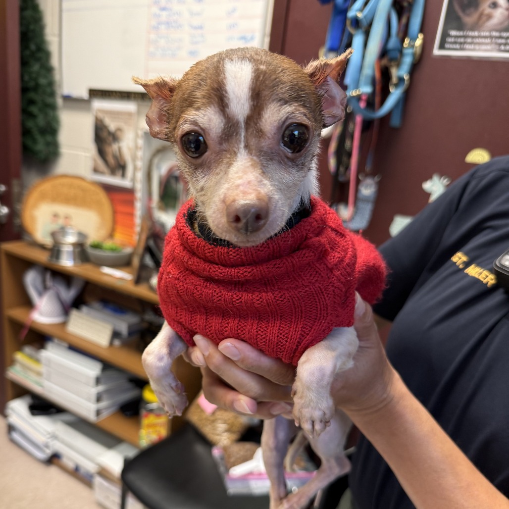 Tito (Courtesy Post) is available for adoption at Hope Animal Rescue