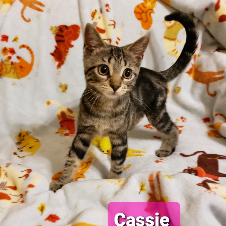 Cassie, an adoptable cat