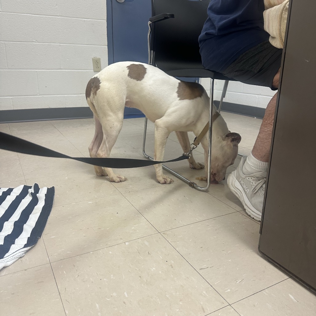 Photo of PGH-Stray-119990 3