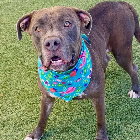 CLEMENTINE - Terrier / Pit Bull for adoption in Henderson