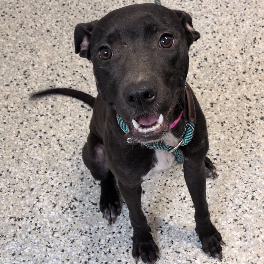 BOTTOMLESS MIMOSA - Terrier, American Staffordshire / Mix available for adoption