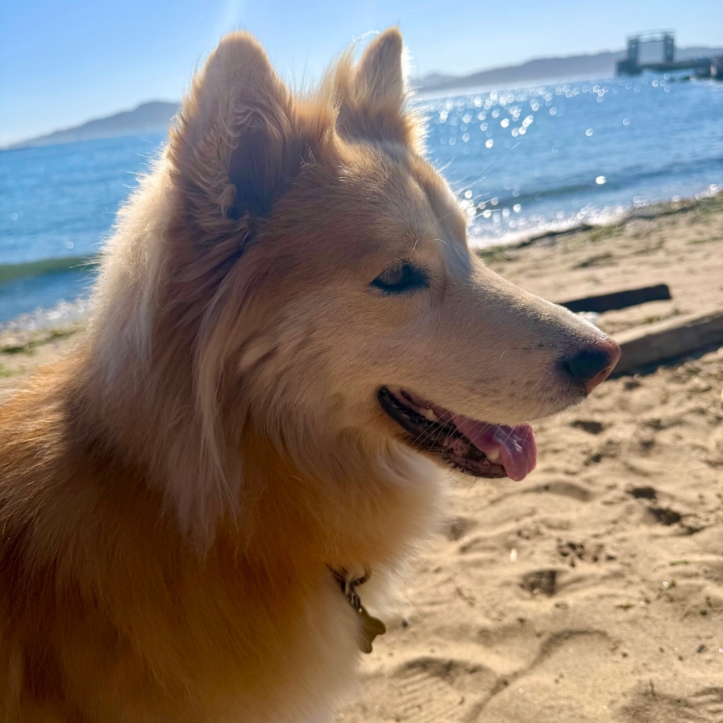 COOKIE, photo 10