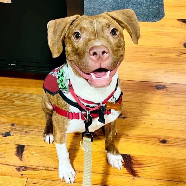 Patch — thumbnail 2