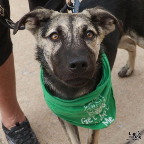 FLYNN - Shepherd available for adoption