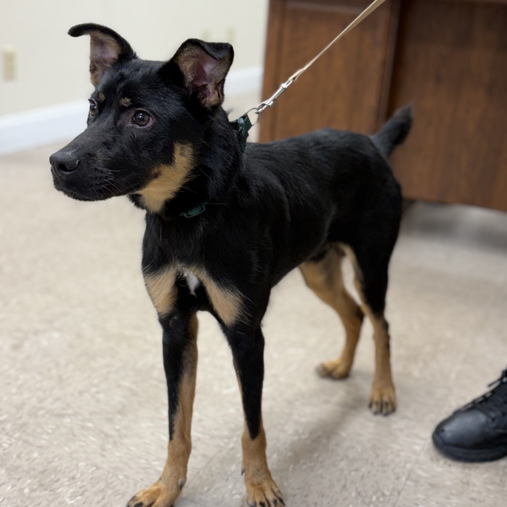 EDGAR ALLAN POE - Unknown available for adoption