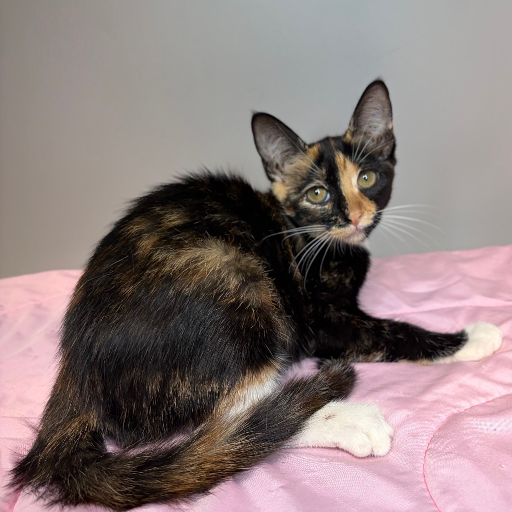 MARINA - Domestic Shorthair available for adoption