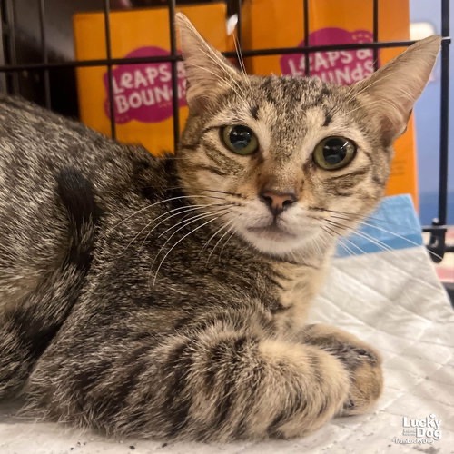 MICHU - Domestic Shorthair / Mix available for adoption
