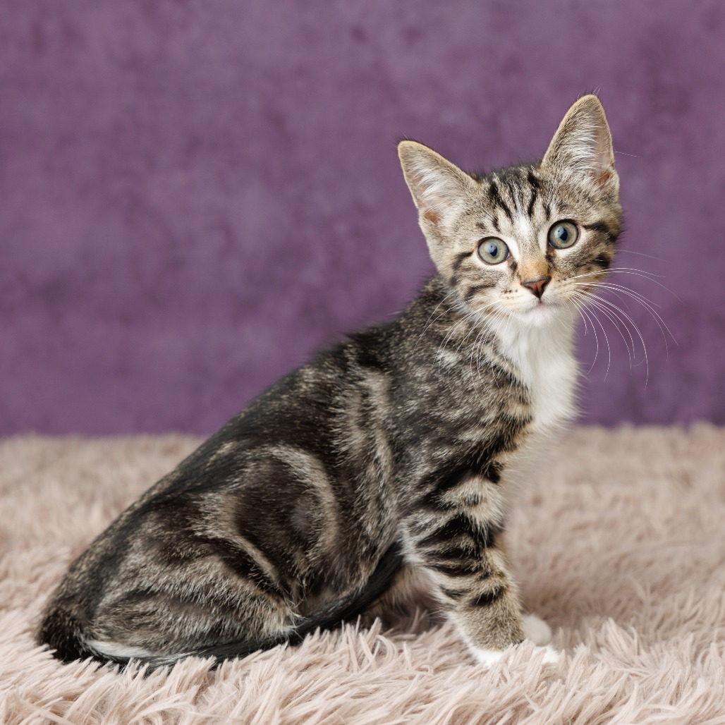 Sam Cat, photo 4