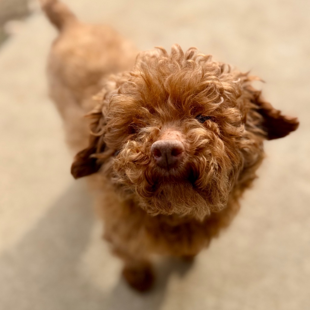 Chase (F26-05), photo 22