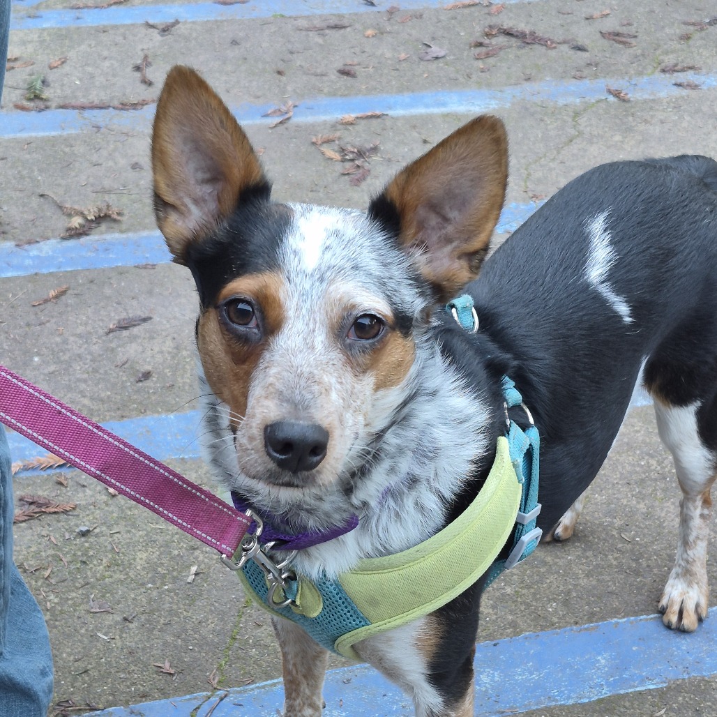 Peaches — thumbnail 3