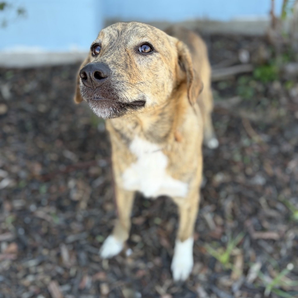 Ruby 26-10-016, photo 3