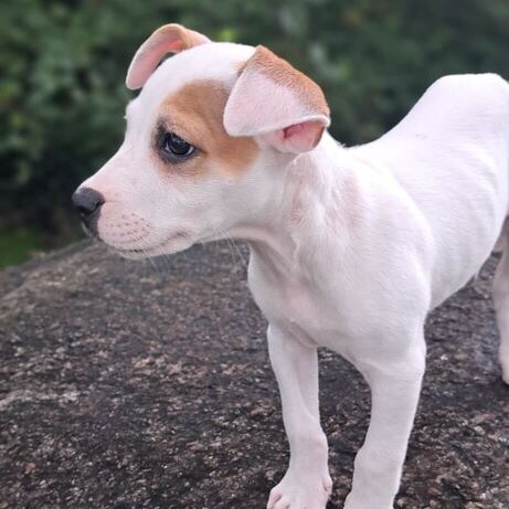 CALVIN - Mixed Breed (Small) available for adoption
