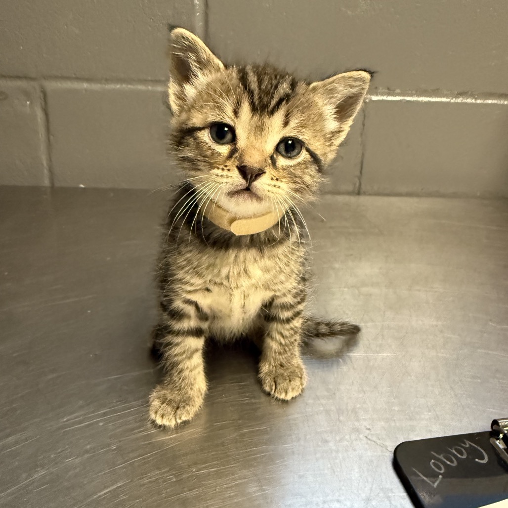 Tusc Stray 84493 2 3