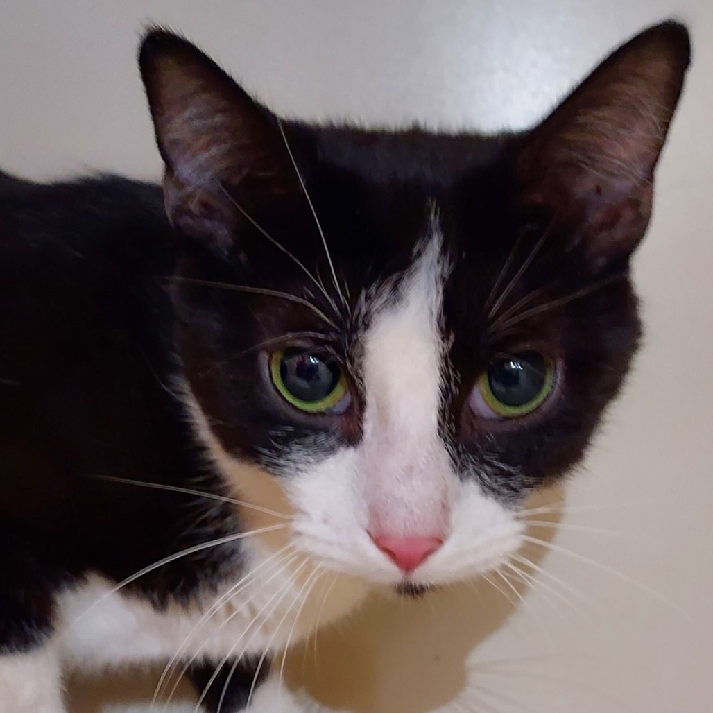 JELLY FISH - Domestic Shorthair available for adoption