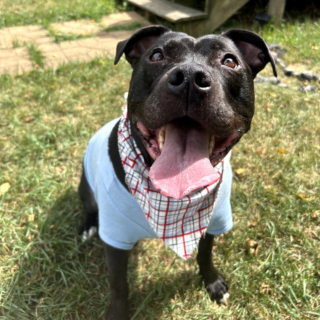 Bowser, photo 50