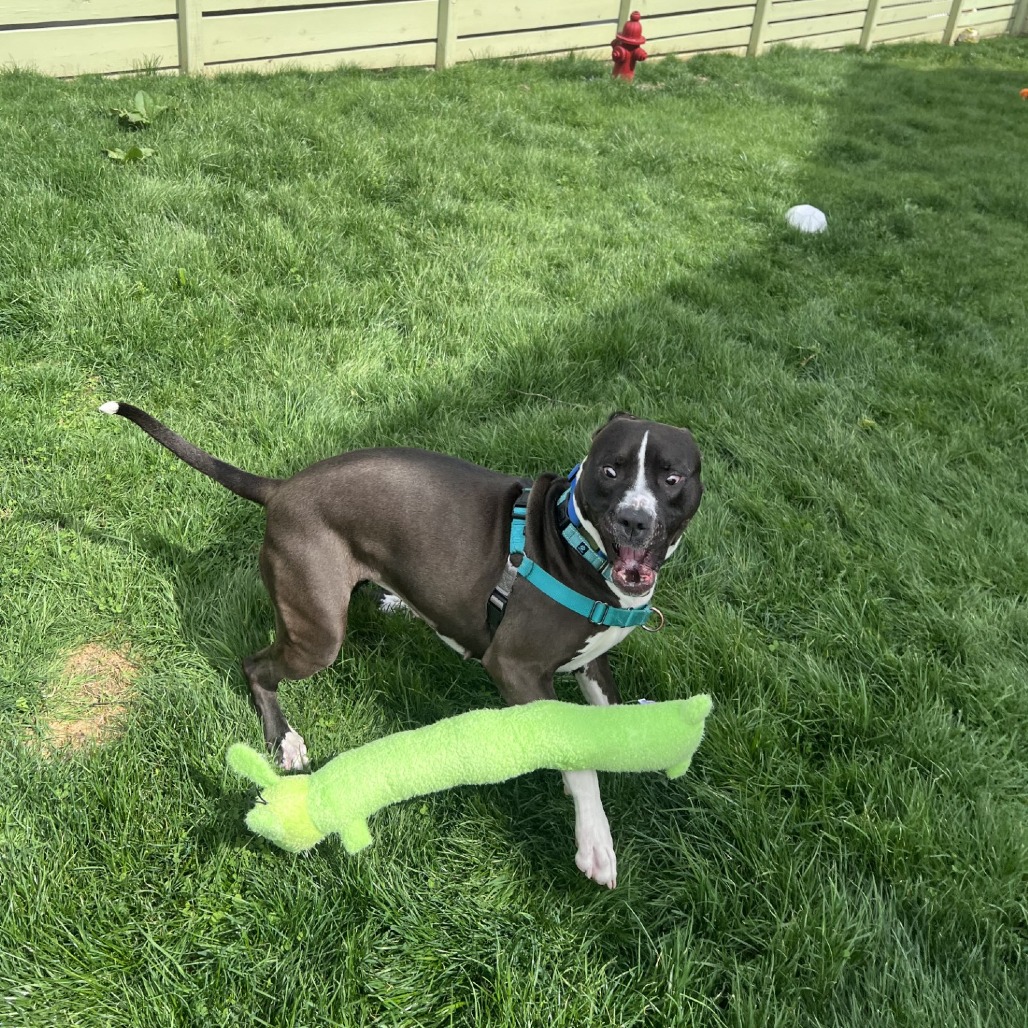 Photo of Sapphire 15