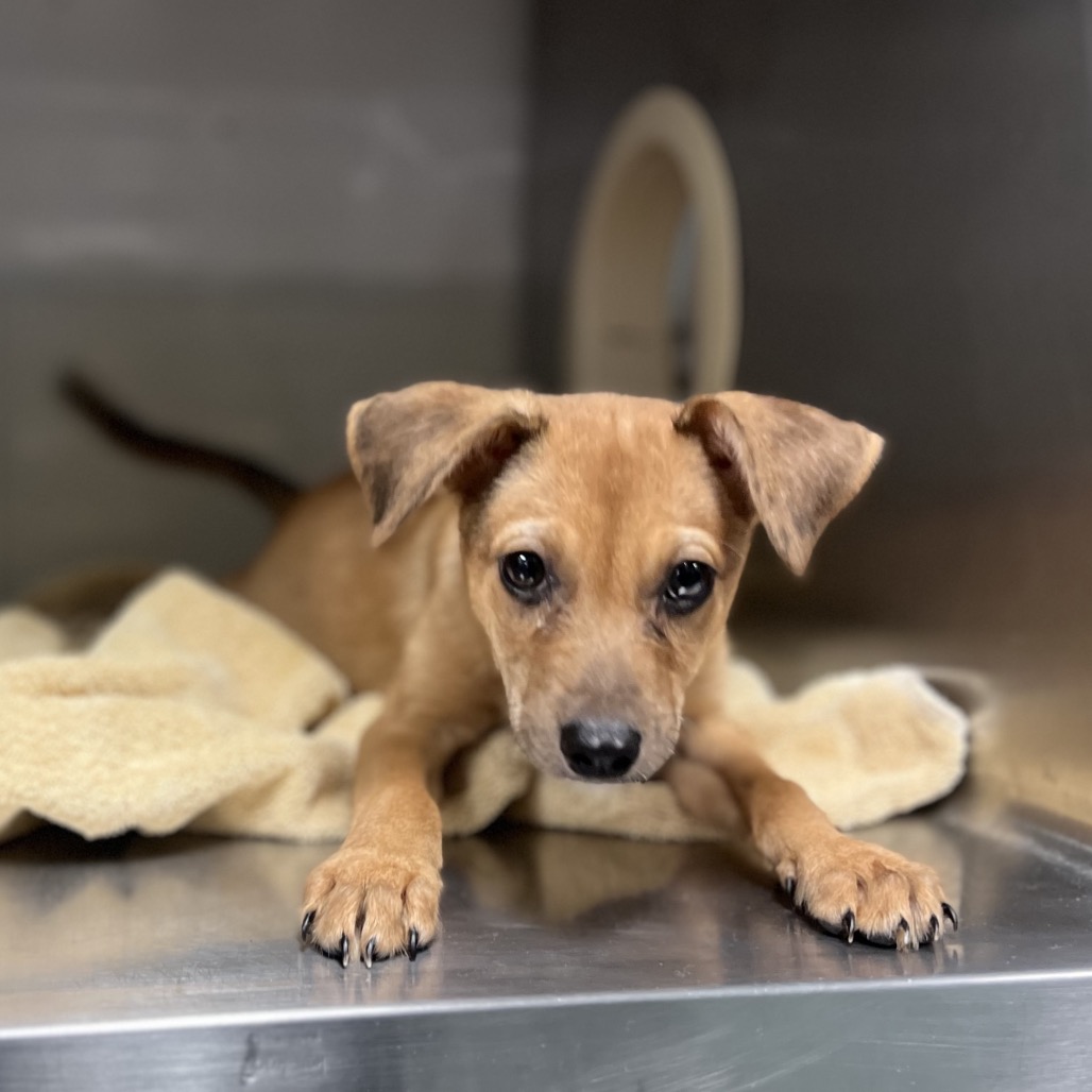 BUTTERMILK BISCUIT - Shepherd / Terrier available for adoption