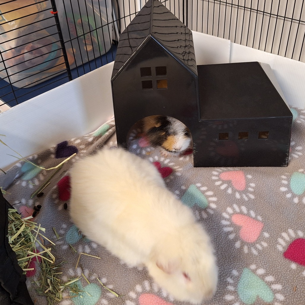 Marshmallow, photo 10