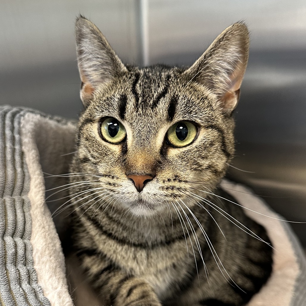 CHECKERS - Domestic Shorthair available for adoption